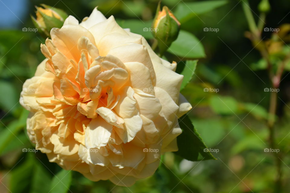 beautiful yellow rose