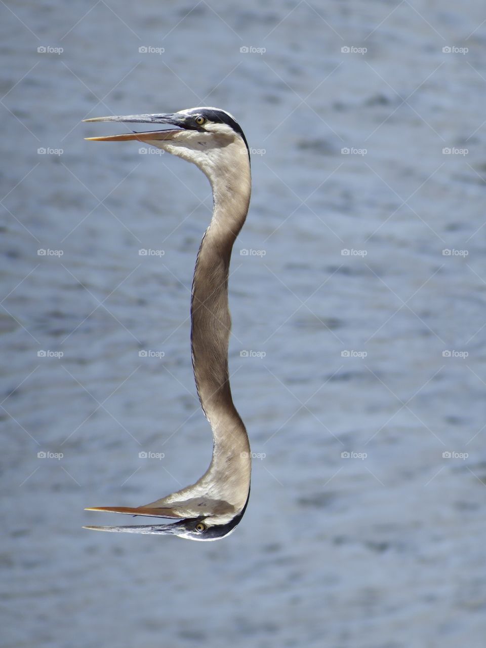 Great Blue heron and his unusual reflection.