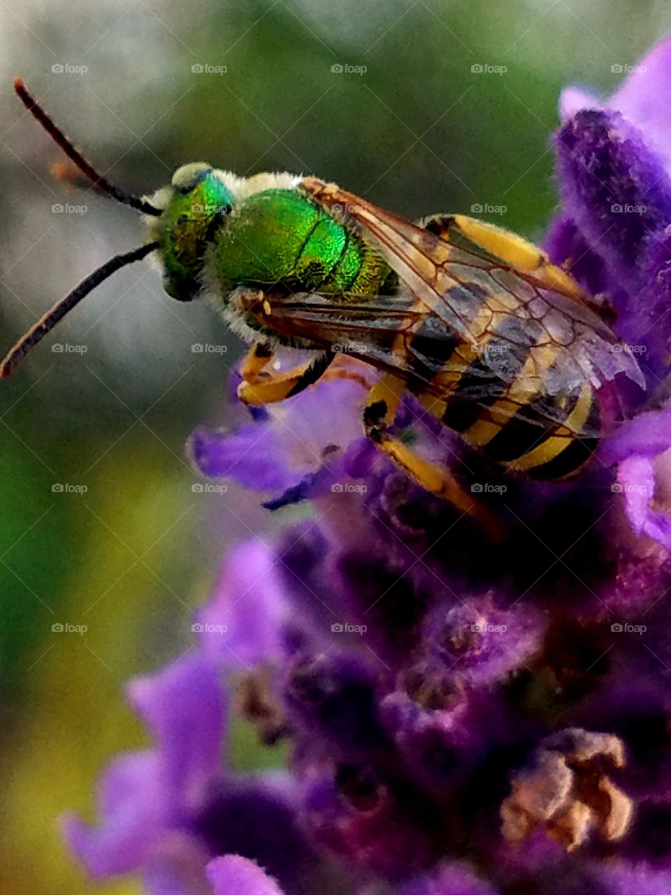 A bee doing his business