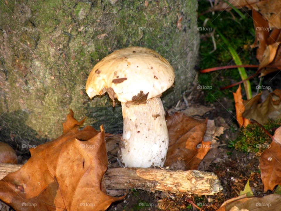 Mushroom in the forest