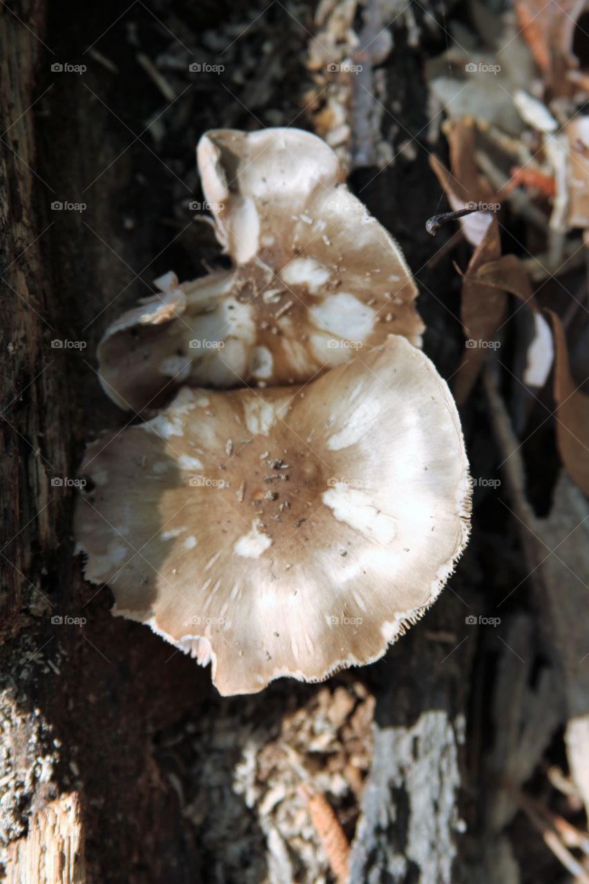 pair of mushrooms.