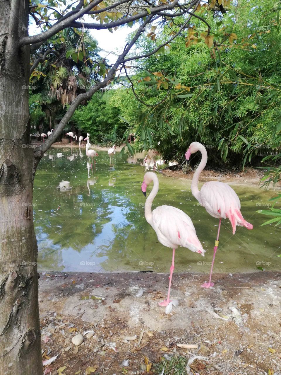 parco delle cornelle