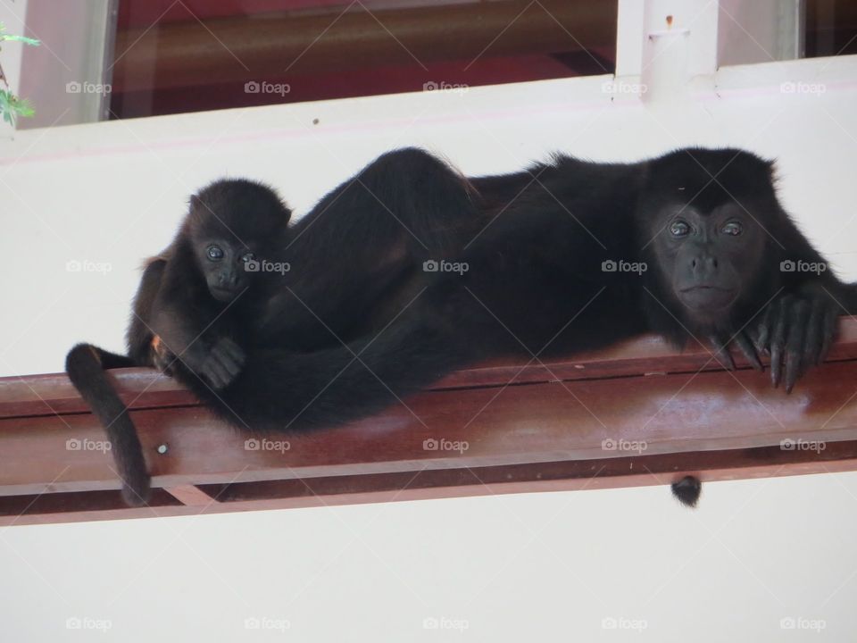monkies in costa rica. a mother monkey and her baby
