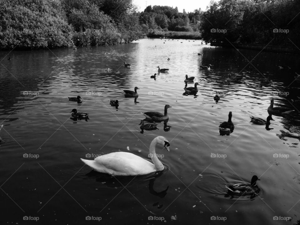 The white swan. The white swan in Østensjøvannet, Oslo, Norway.