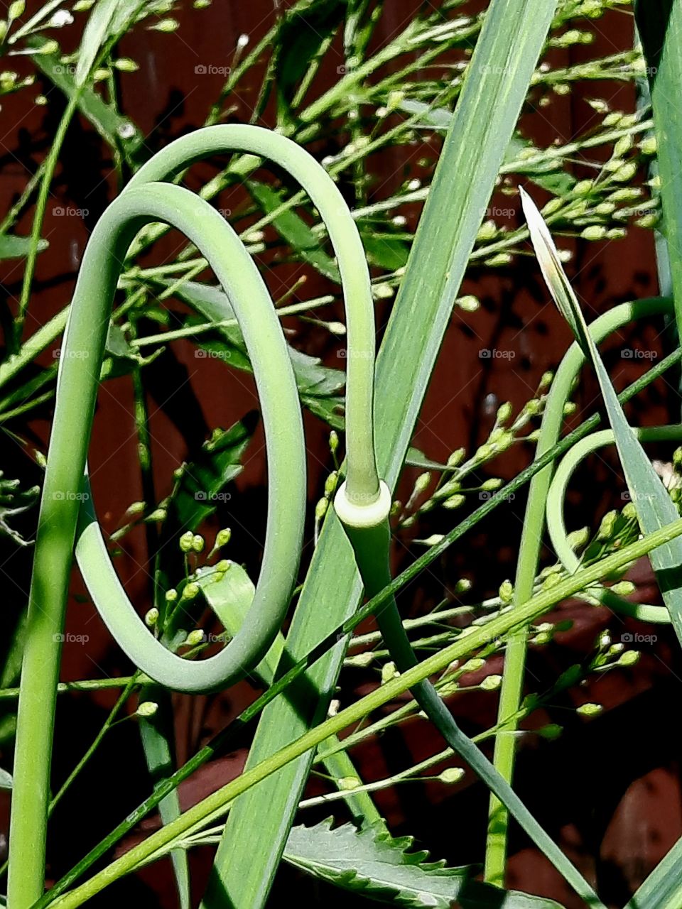 spiral garlic flower bud in sunshine