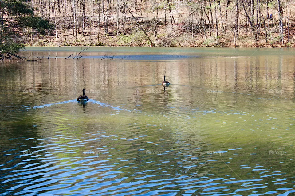 Geese