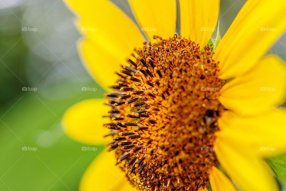 Sunflower macro side view
