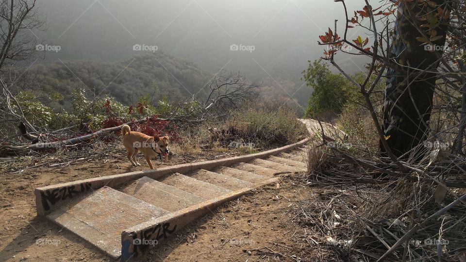 A stairway in the middle of nowhere