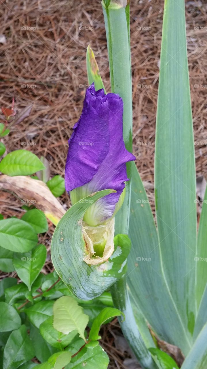 baby iris