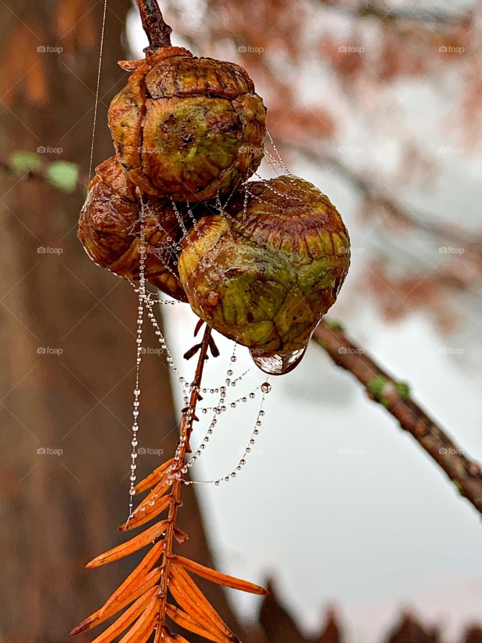 Fall Wins - Cypress Fruit Balls and a pearl lined web - Bald cypress cones don't actually look like cones at all. Their cone structure is round and about one inch (2.5 centimeters) in diameter