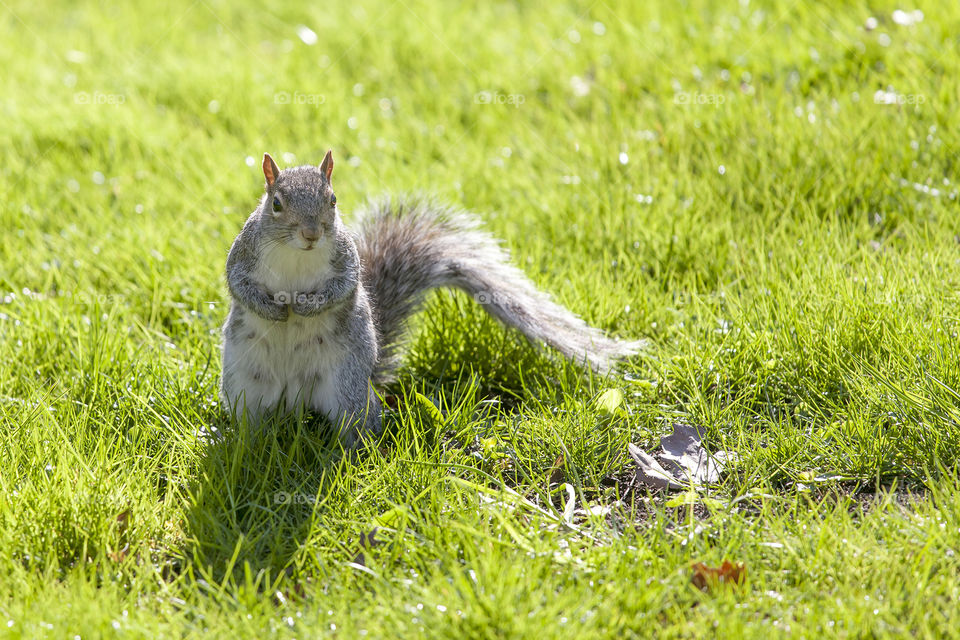 Cute squirrel in the park posing for the camera