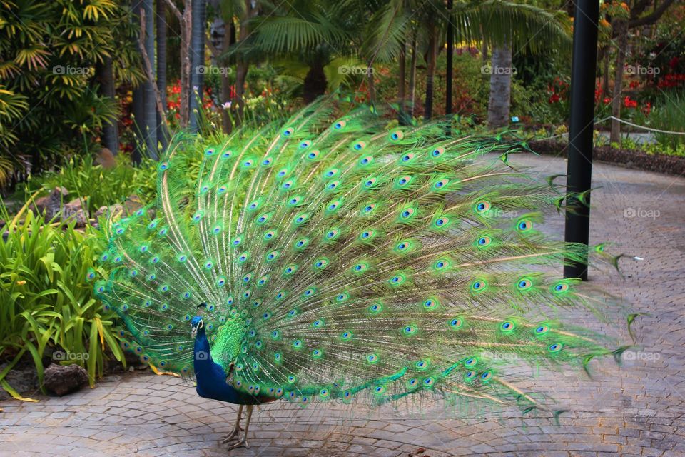 Blue coloured peacock with their extravagant plumage and they eye-spotted tail of covert feathers.
