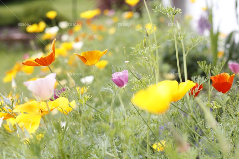 summer flowers