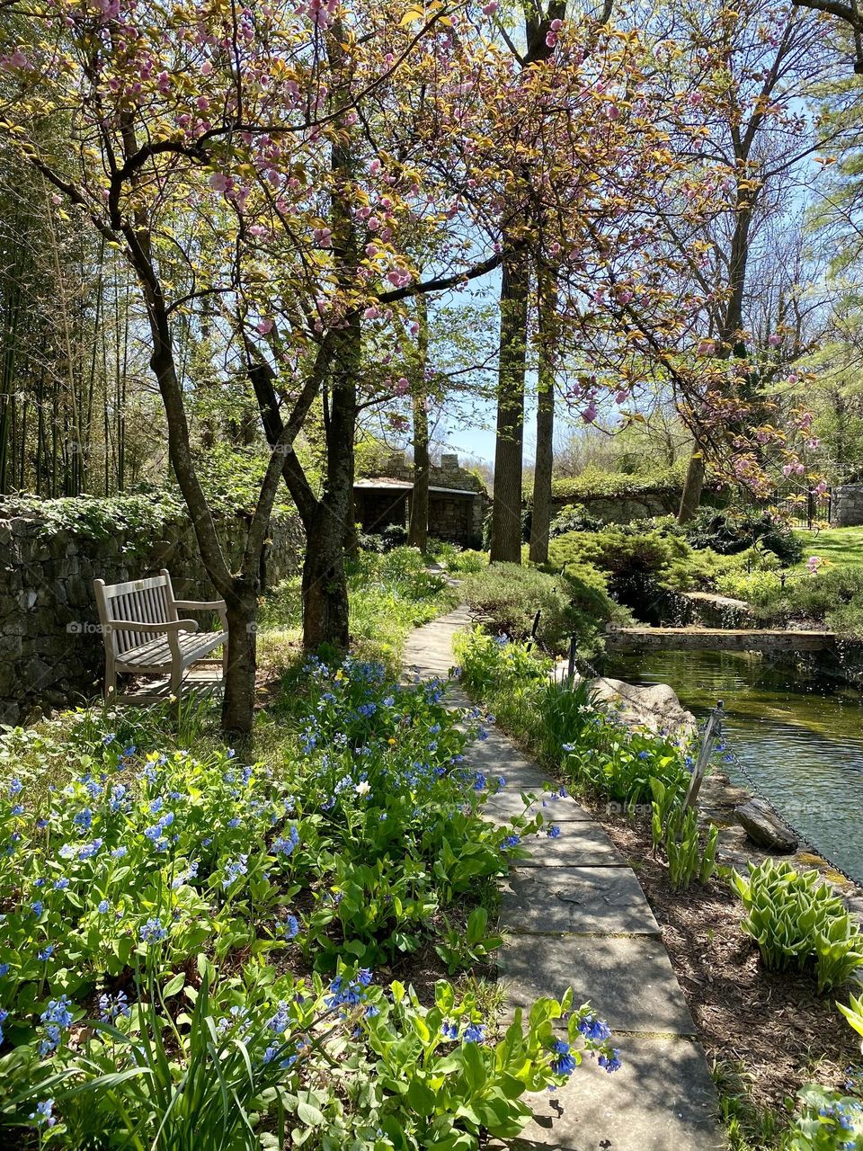 A path surrounded by Virginia bluebells going past a park bench