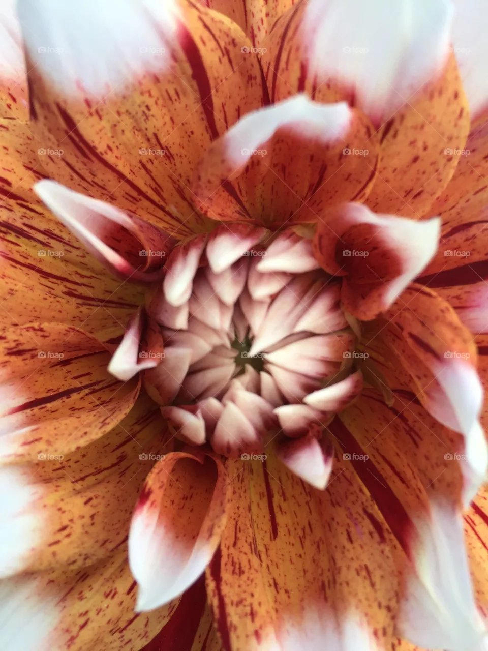 Petals