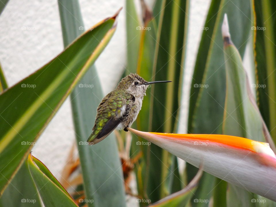 Bird of Paradise Hummingbird 