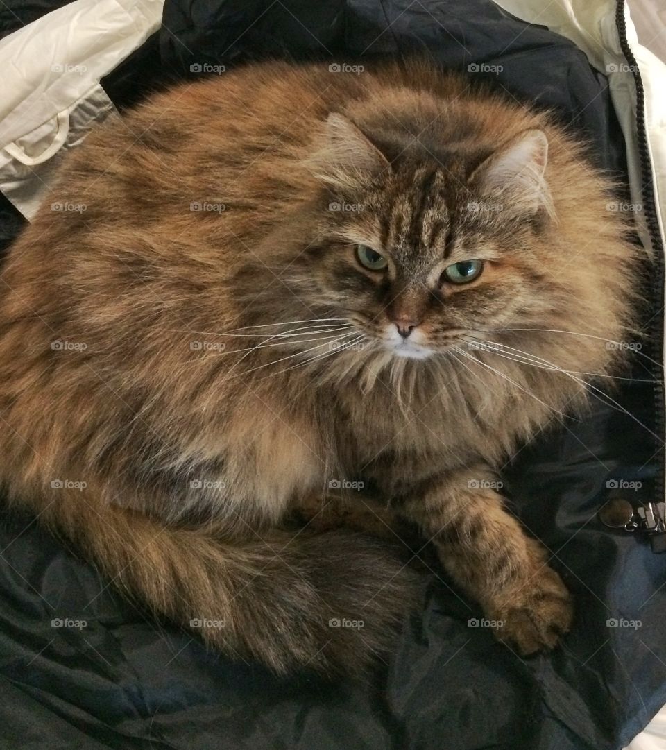 Furry cat of siberian breed