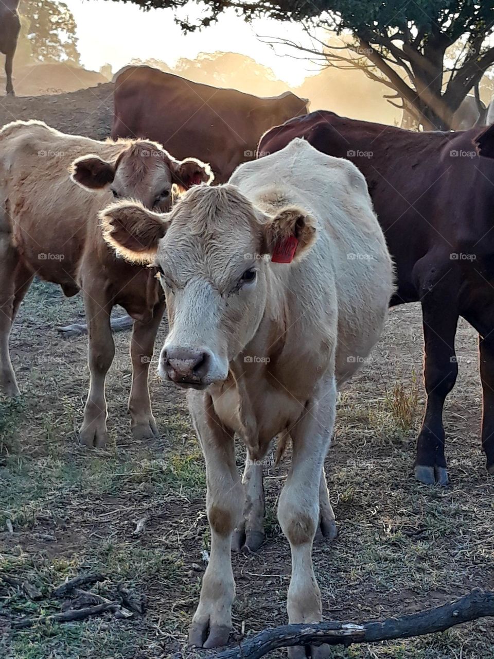 Cow in a paddock come to say Hello. Photograph taken in Tooraweenah NSW Australia