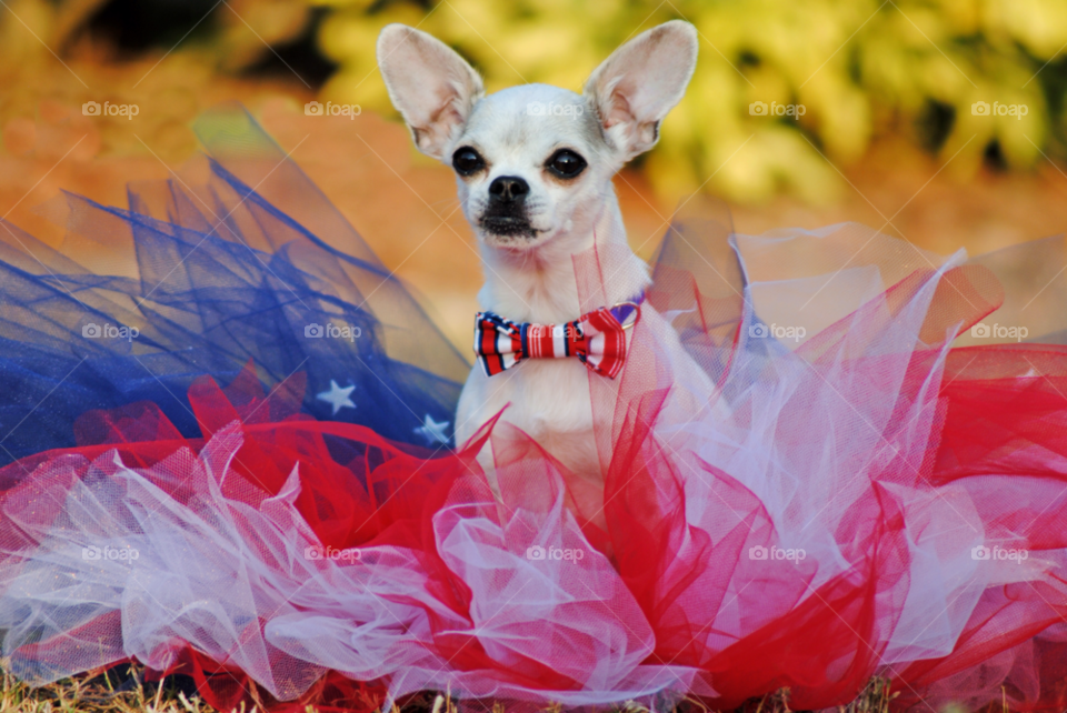 minnow 4th of july dog chihuahua by sher4492000