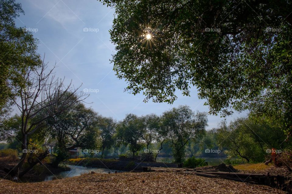 morning in a mangrove forest in East Java, Indonesia