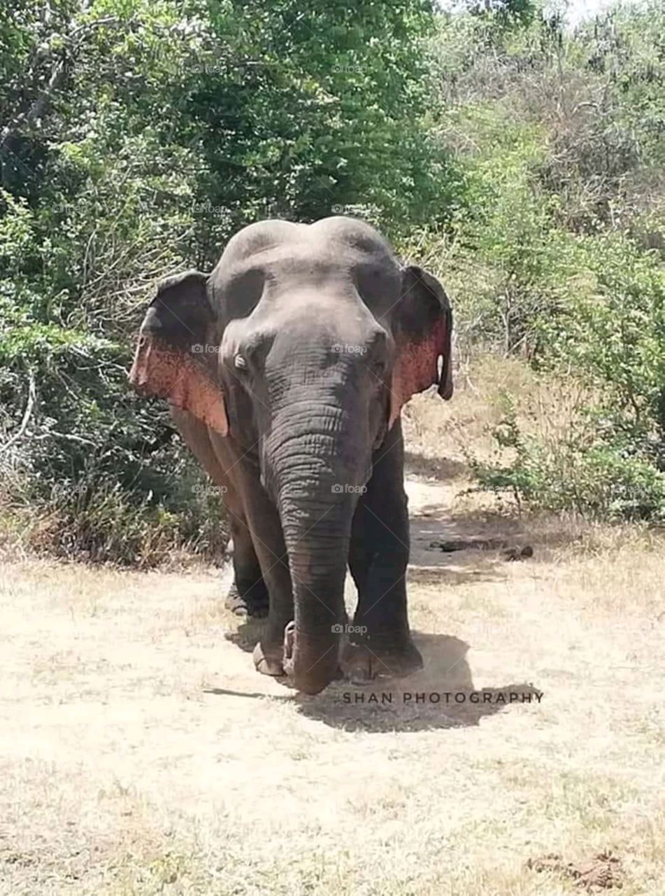 elephat