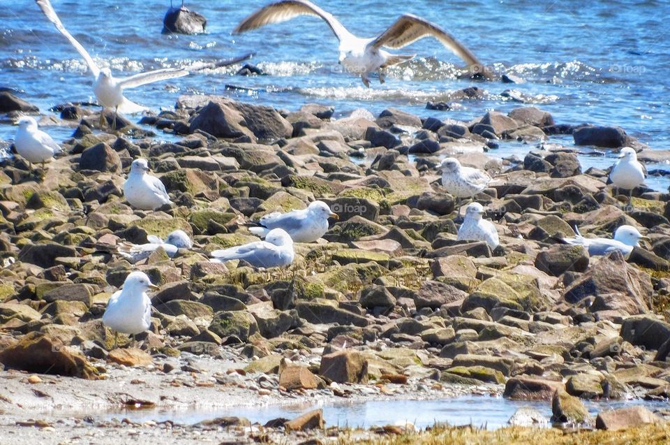 Windy seagulls