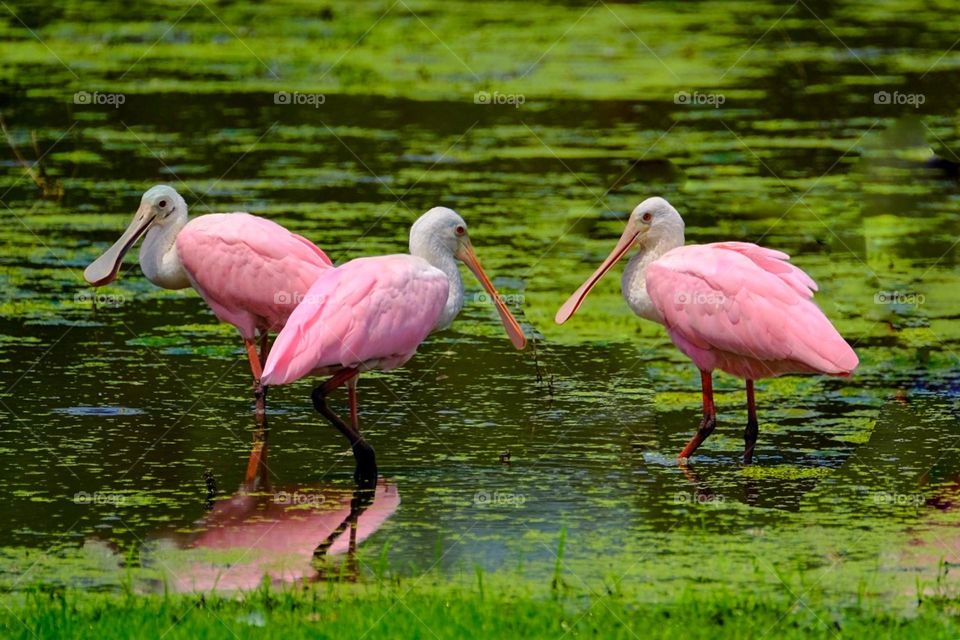 A trio of roseate spoonbills.