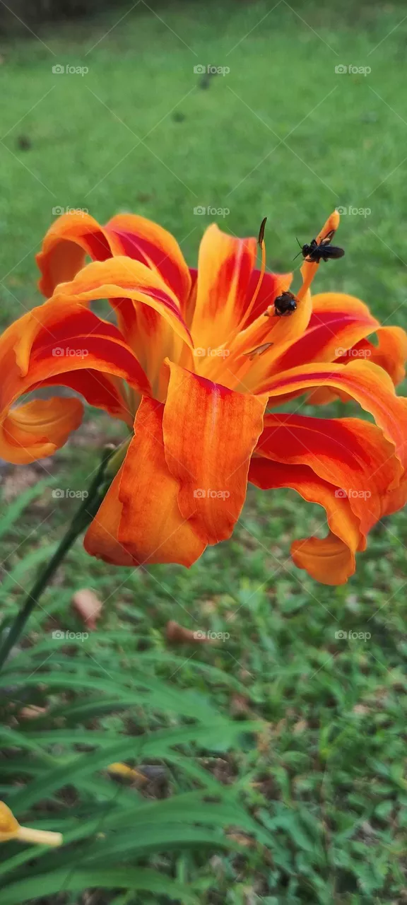 day lily