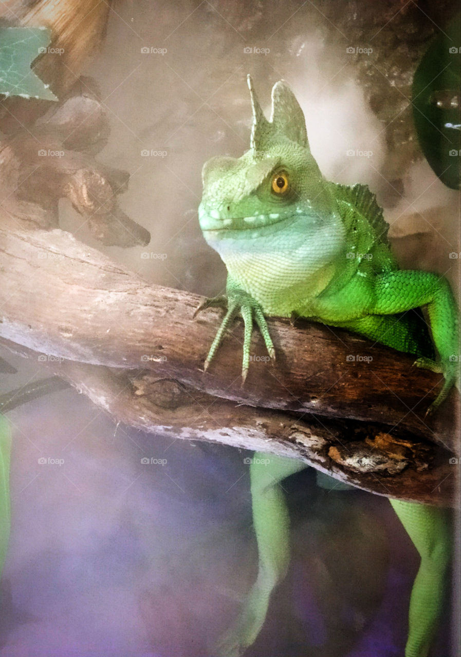 A " Helmet Basilisk" lizard that hangs from a tree branch with its legs hanging down.  Against the background of a cloud of steam