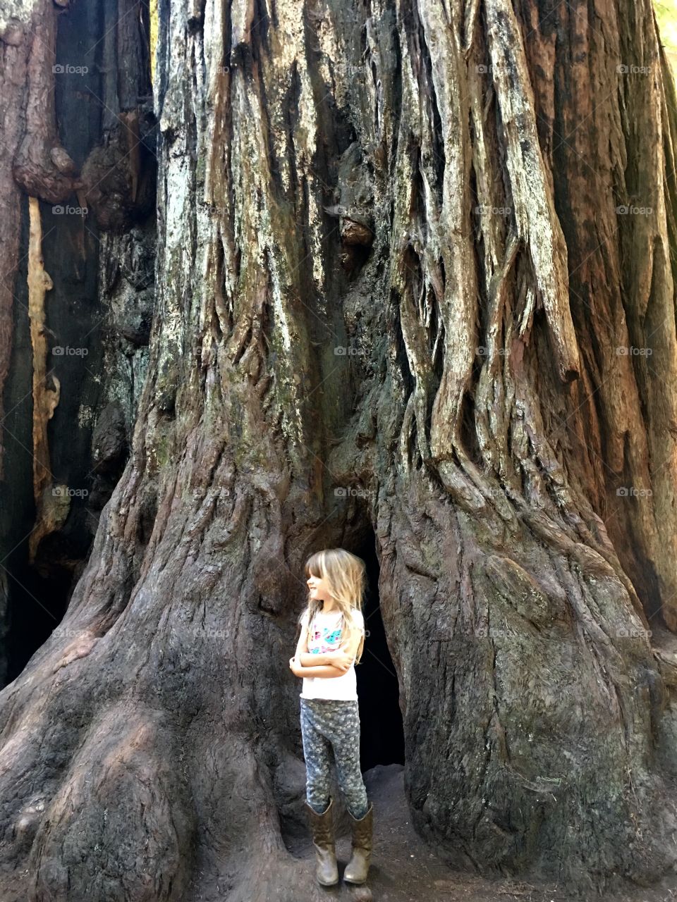 Giant California tree and little girl