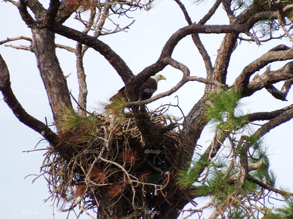 Bald eagles nest. 