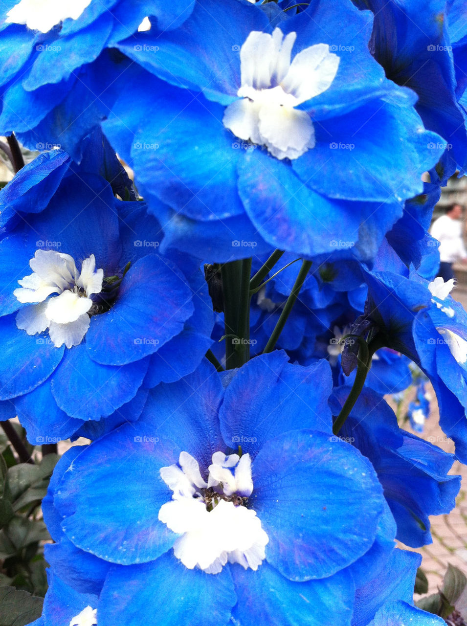 city flower blue white by joadams