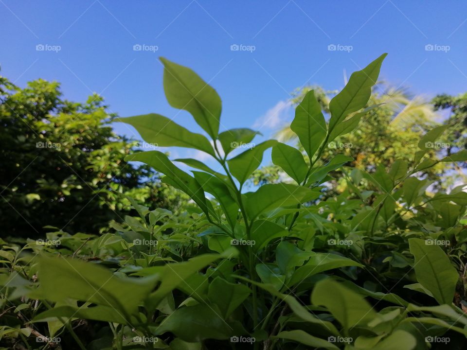 Blue sky and green leaves