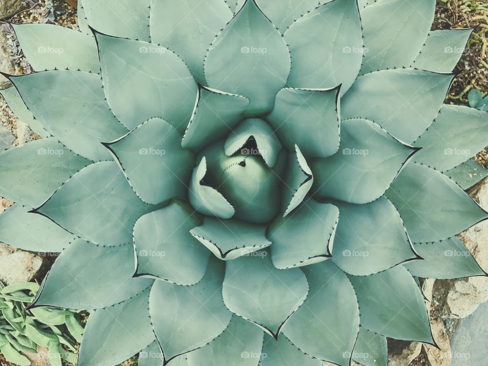 Symmetric Cactus 
