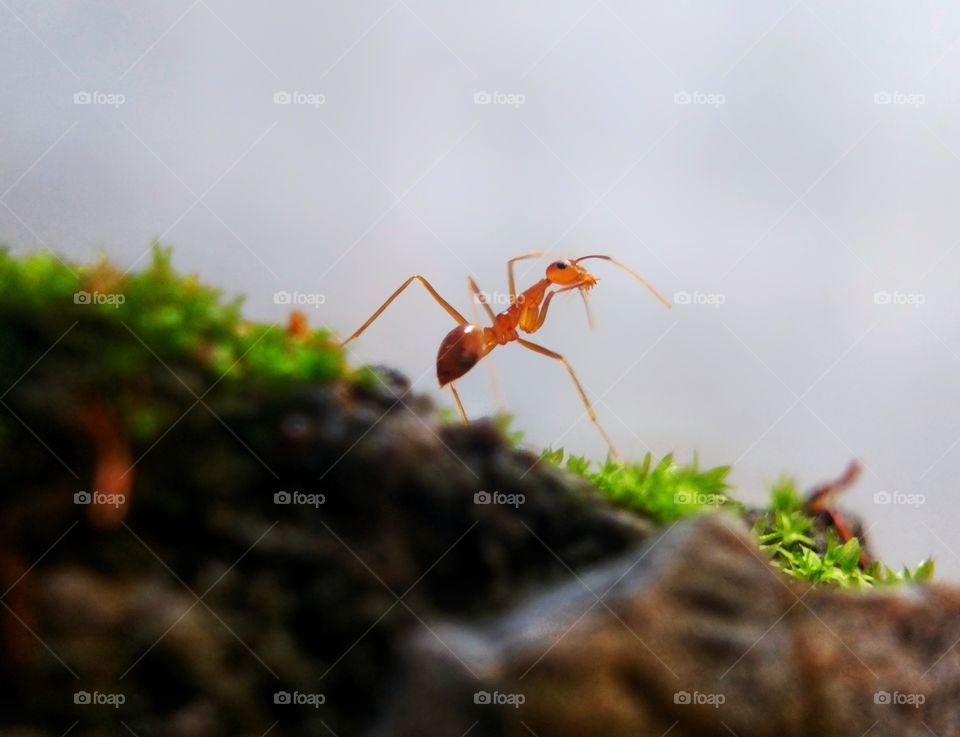 semut merah sedang berjalan