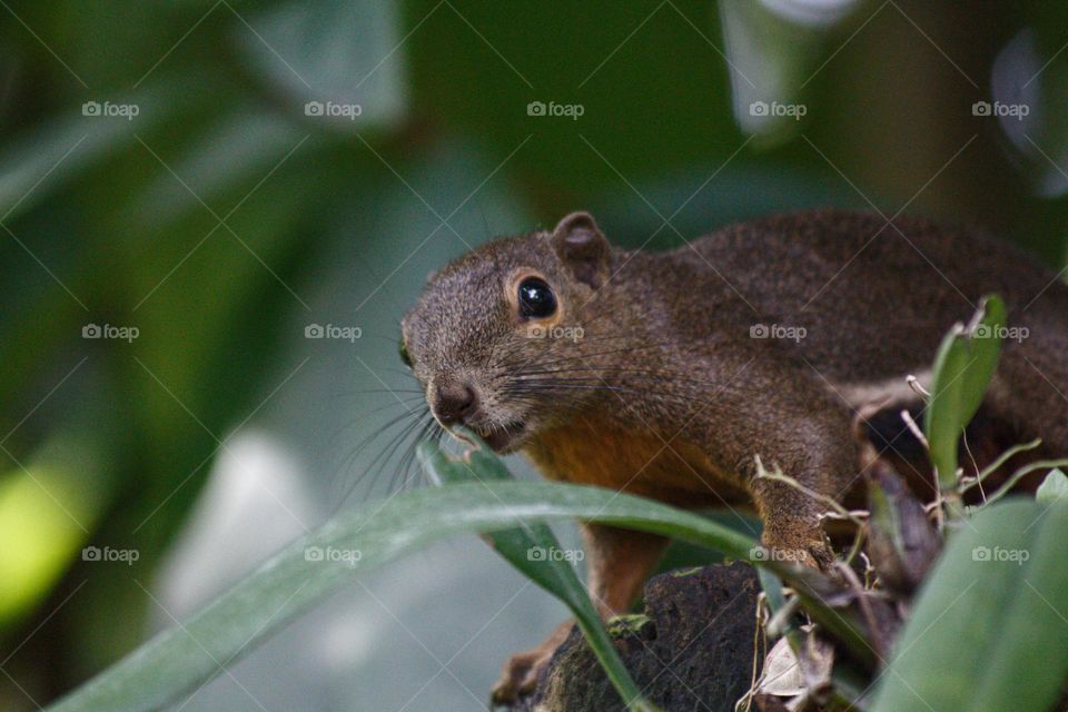 Curious squirrel coming for a visit in the Botanic Garden in Singapore.