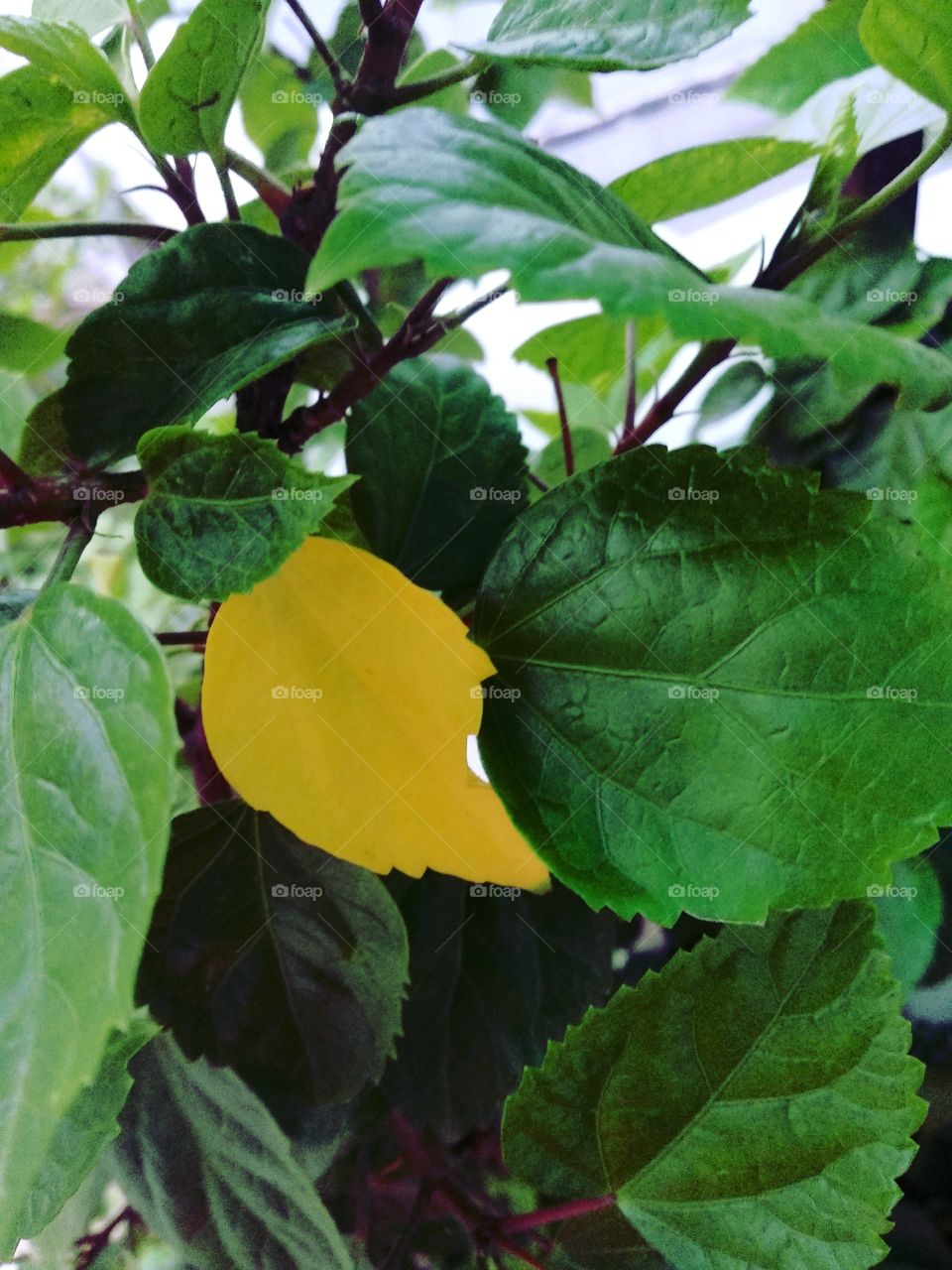 Different but Beautiful