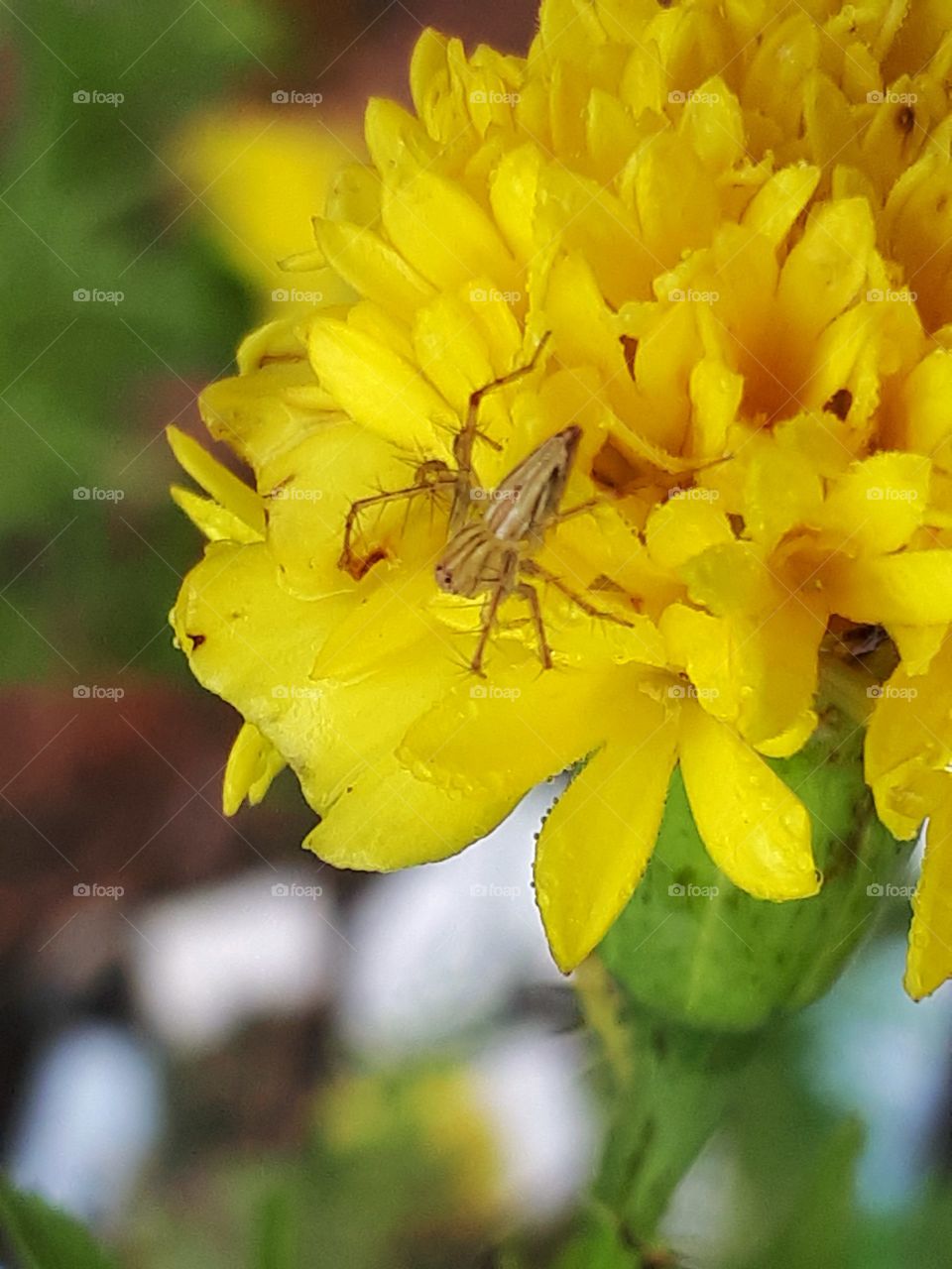 Spider on the flower