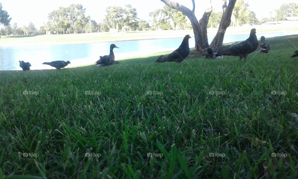 duck duck pigeon