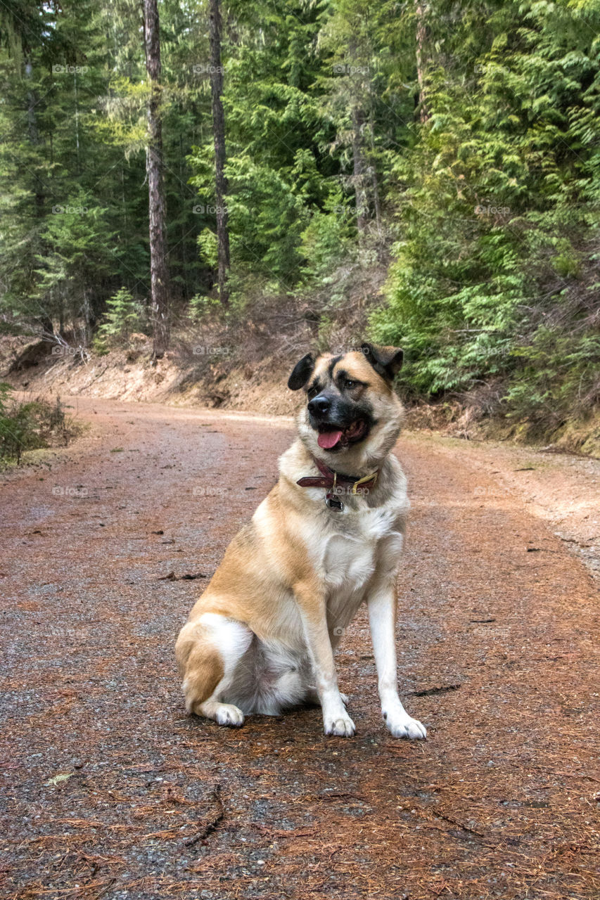 Cute pupper out for an adventure in the Montana woods. 