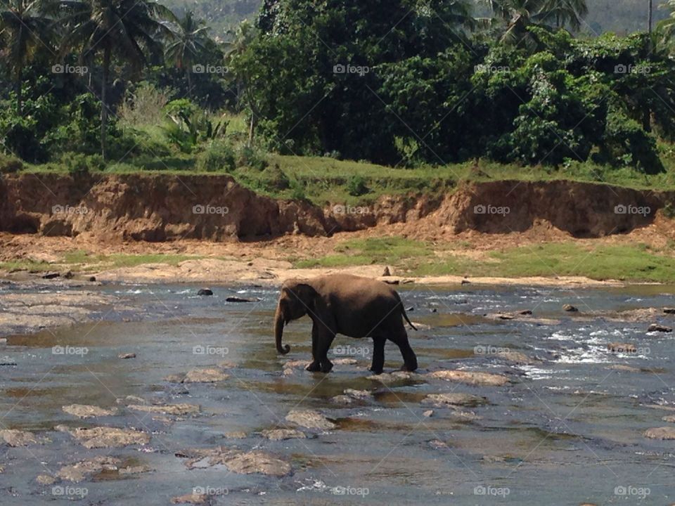 Elephant bathing