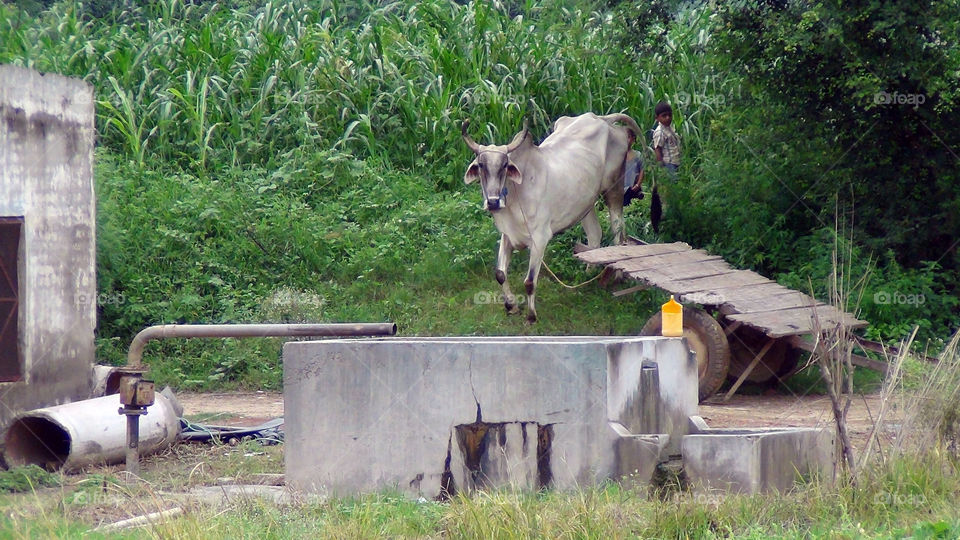A normal day in a bull's adventerous life