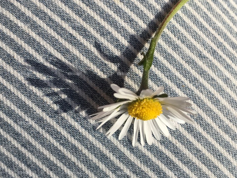 White daisy flower with shadow in the sun on striped fabric background