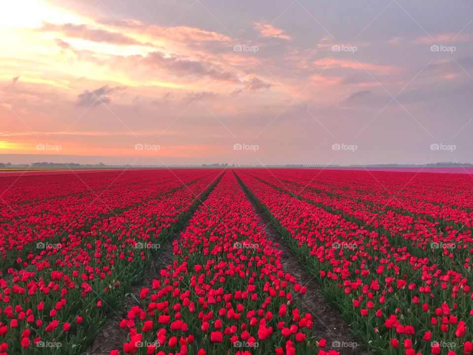Red tulips field and sunset during spring in Holland 