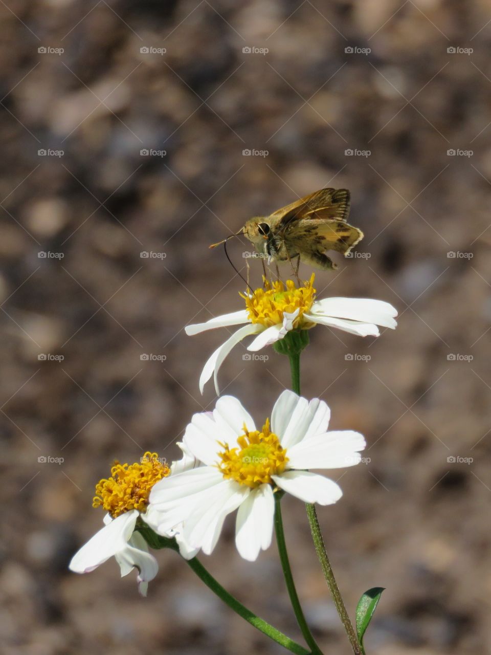 fiery skipper sipping nectar