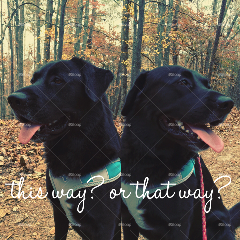 Labrador • This Way? or That Way? 