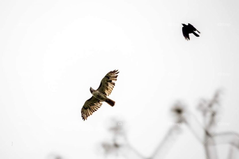 Hawk being Chased by Black Bird