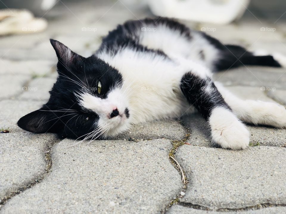 Lazy cat with black and white fur laying on the ground 