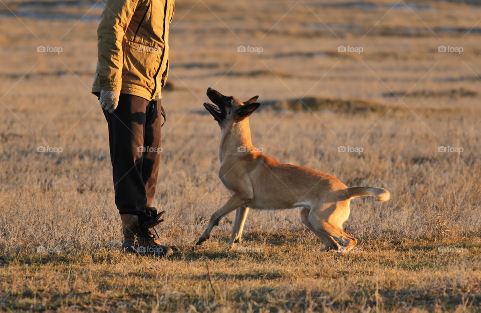 Malinois