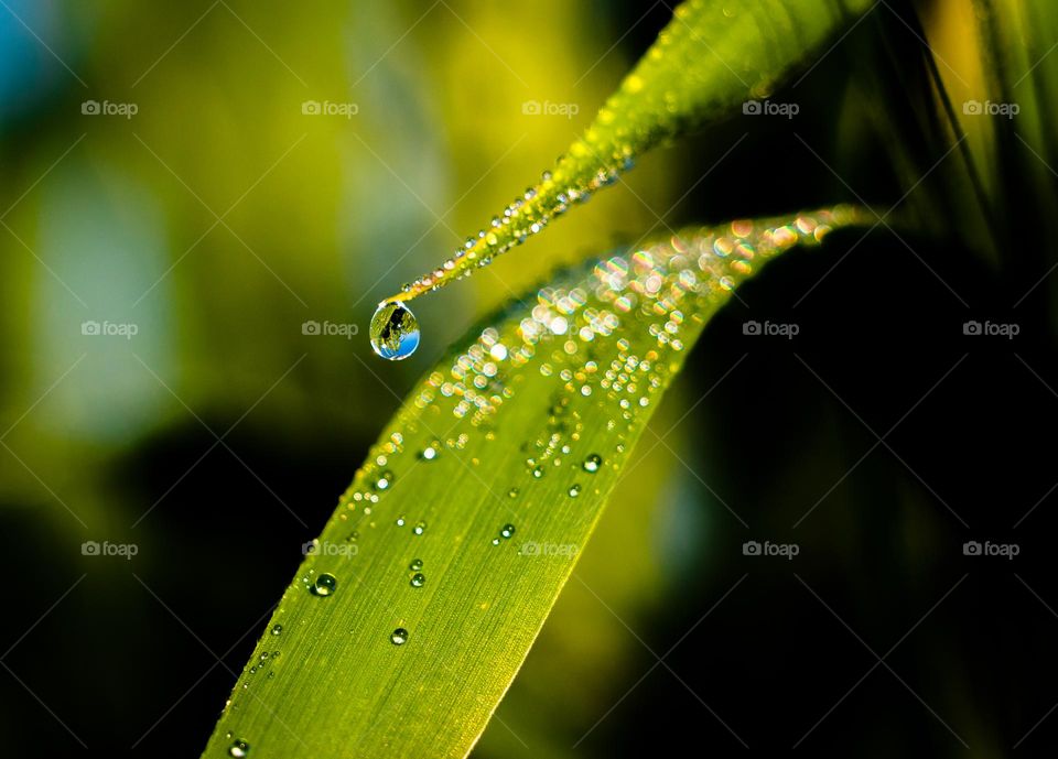 Water drop